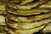 sardines
